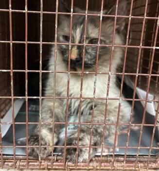 Persephone -  Siamese Cat for Adoption in Austin, Texas - Persephone | PetCurious