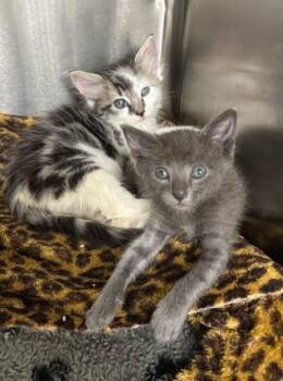 Rescue Domestic Short Hair Cats for Adoption in Los Angeles, California - Kermit & Cookie Monster | PetCurious