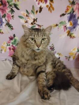Mother Goose -  Domestic Medium Hair Cat for Adoption in Shawnee, Kansas - Mother Goose | PetCurious