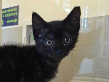 SHEL SILVERSTEIN -  Domestic Short Hair Cat for Adoption in Auburn, California - SHEL SILVERSTEIN | PetCurious