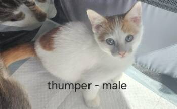Thumper -  American Shorthair Cat for Adoption in Hagaman, New York - Thumper | PetCurious