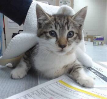 A241432 -  Domestic Medium Hair Cat for Adoption in Salinas, California - A241432 | PetCurious