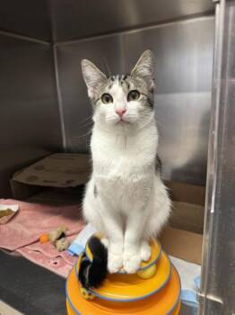 Peter Purrker -  Domestic Short Hair Cat for Adoption in Roseville, California - Peter Purrker | PetCurious