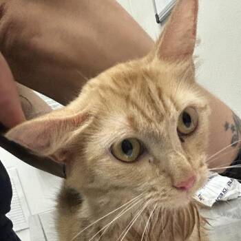 Amber -  Domestic Long Hair Cat for Adoption in Newark, New Jersey - Amber | PetCurious