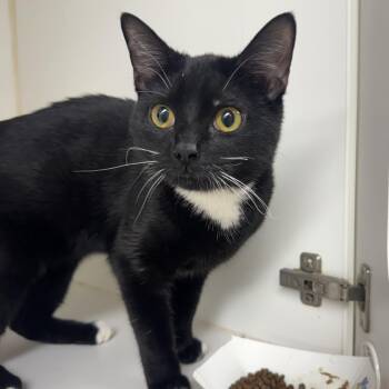 Domestic Short Hair Cats Available for Adoption - Mini Koka | PetCurious