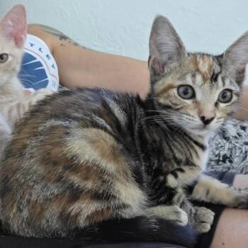 Roulette -  Domestic Short Hair Cat for Adoption in Buffalo, New York - Roulette | PetCurious