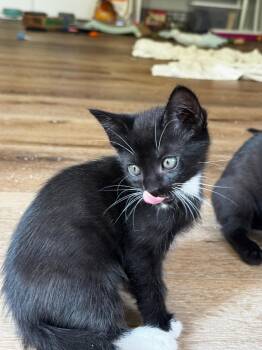 Domestic Short Hair Cats Available for Adoption in Los Angeles, California - Buchanan  | PetCurious