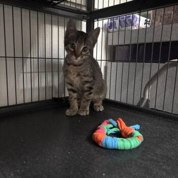 Strawberry -  Domestic Short Hair Cat for Adoption in Dallas, Texas - Strawberry | PetCurious