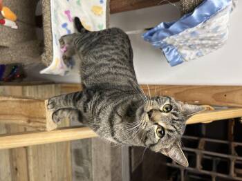 Rescue Domestic Short Hair Cats for Adoption in White Oak, Pennsylvania - Damien | PetCurious