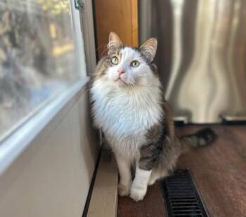 Domestic Long Hair Cats Available for Adoption in Calgary, Alberta - Fluffy | PetCurious