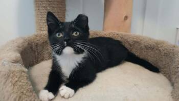 Kneesock -  Domestic Short Hair Cat for Adoption in Ferndale, Michigan - Kneesock | PetCurious