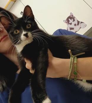 Leon -  Domestic Short Hair Cat for Adoption in Palm Coast, Florida - Leon | PetCurious