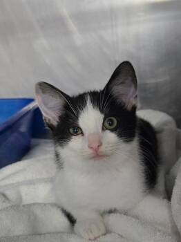 Mr French -  Domestic Short Hair Cat for Adoption in Mount Vernon, Ohio - Mr French | PetCurious