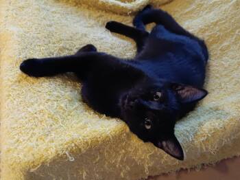 Espresso Beanz -  Domestic Short Hair Cat for Adoption in Wilmington, North Carolina - Espresso Beanz | PetCurious