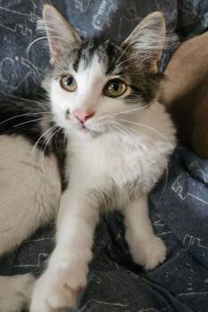 Rescue Domestic Medium Hair Cats for Adoption in Adrian, Michigan - Croissant | PetCurious