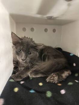 Serrano -  Domestic Medium Hair and Domestic Short Hair Cat for Adoption in Quakertown, Pennsylvania - Serrano | PetCurious