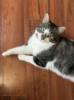 Tabby Cats Available for Adoption - Theodore | PetCurious