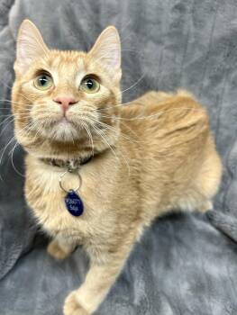 Domestic Short Hair Cats Available for Adoption in Alexandria, Minnesota - Saja | PetCurious