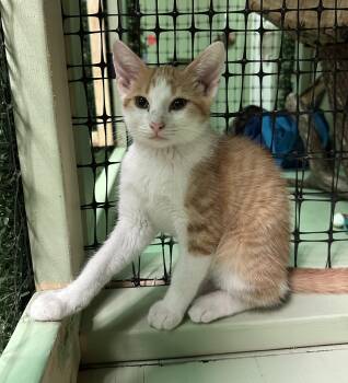 Rescue Domestic Short Hair Cats for Adoption in Marion, North Carolina - Hector | PetCurious