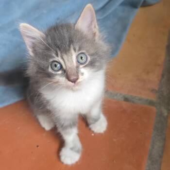 Frida -  Domestic Long Hair Cat for Adoption in Folsom, Louisiana - Frida | PetCurious