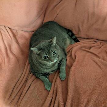 Domestic Short Hair Cats Available for Adoption in Roanoke, Virginia - Kibby | PetCurious