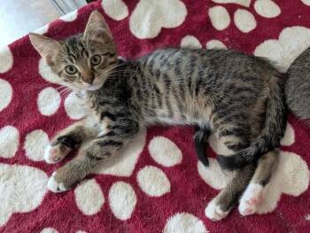 Rescue Domestic Short Hair Cats for Adoption in Boca Raton, Florida - Rusty & Ruby - BONDED | PetCurious