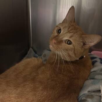 Pink Collar -  Domestic Short Hair Cat for Adoption in Galveston, Texas - Pink Collar | PetCurious