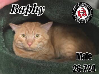 Baphy -  Domestic Short Hair Cat for Adoption in Georgetown, Kentucky - Baphy | PetCurious