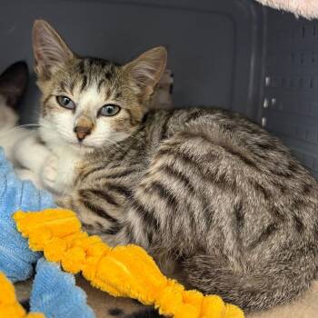 Noodle -  Domestic Short Hair Cat for Adoption in Ojai, California - Noodle | PetCurious