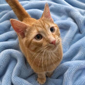 Boris -  Domestic Short Hair Cat for Adoption in Chapel Hill, North Carolina - Boris | PetCurious