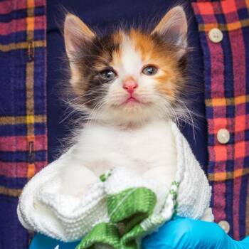 Domestic Short Hair Cats Available for Adoption in Hattiesburg, Mississippi - Dragon Ball Z | PetCurious