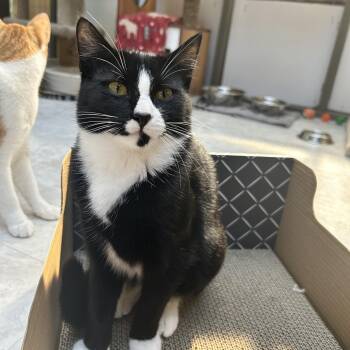 Locomoto -  Domestic Short Hair Cat for Adoption in Maple Ridge, British Columbia - Locomoto | PetCurious