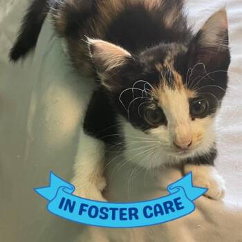Domestic Short Hair Cats Available for Adoption in Tallahassee, Florida - RUBY | PetCurious