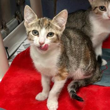 Sunny -  Domestic Short Hair Cat for Adoption in New York, New York - Sunny | PetCurious
