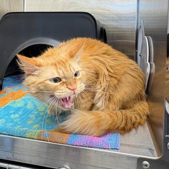 Reuben on Rye -  Maine Coon and Domestic Short Hair Cat for Adoption in Morganton, North Carolina - Reuben On Rye | PetCurious