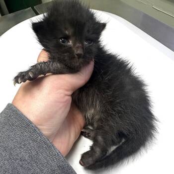 Little Foot -  Domestic Short Hair Cat for Adoption in Warrensburg, Missouri - Little Foot | PetCurious