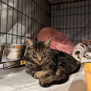 BonBon -  Domestic Short Hair Cat for Adoption - BonBon | PetCurious