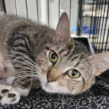 Rescue Domestic Short Hair Cats for Adoption in Union, Missouri - Charlotte LR 5 | PetCurious
