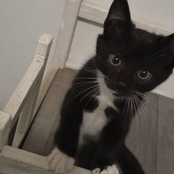 (Guru) Otho -  Tuxedo Cat for Adoption in Los Angeles, California - (Guru) Otho | PetCurious