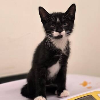 Kombucha -  Domestic Short Hair Cat for Adoption in Phoenix, Arizona - Kombucha | PetCurious
