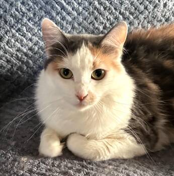 Tollie -  Domestic Short Hair Cat for Adoption in Phoenix, Arizona - Tollie | PetCurious