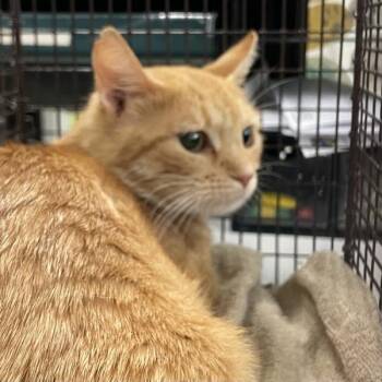 Squash -  Domestic Short Hair Cat for Adoption in Des Moines, Iowa - Squash | PetCurious
