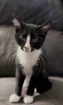 Rescue Domestic Short Hair Cats for Adoption in Crown Point, Indiana - Beans | PetCurious