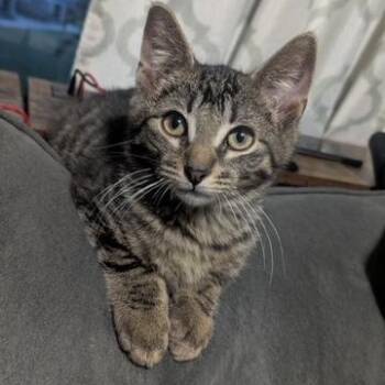 Rescue Domestic Short Hair Cats for Adoption in Hudsonville, Michigan - Pastel Rainbow | PetCurious