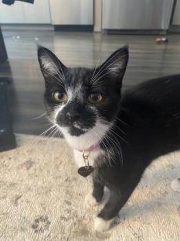 Lina (& Willow Tree) -  Domestic Short Hair Cat for Adoption in Fairfax, Virginia - Lina (& Willow Tree) | PetCurious