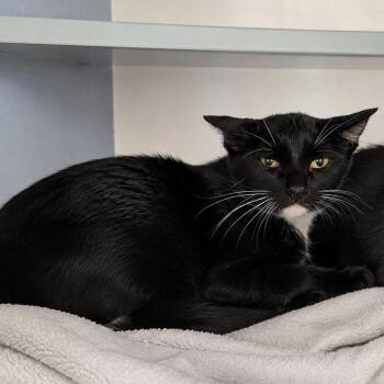 Dorthy -  Domestic Short Hair Cat for Adoption in Buchanan Dam, Texas - Dorthy | PetCurious