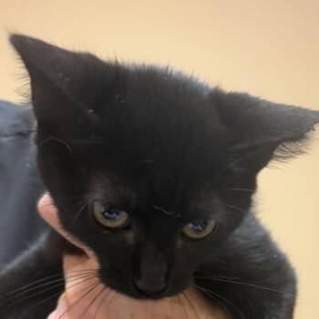 FWT Alice -  Domestic Short Hair Cat for Adoption in Midland, Texas - FWT Alice | PetCurious
