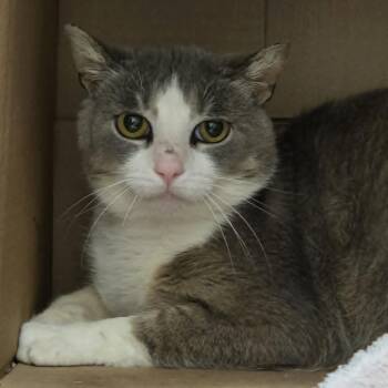 Domestic Short Hair Cats Available for Adoption in Ballston Spa, New York - Frankie | PetCurious