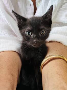 Draco (A141679) -  Domestic Short Hair Cat for Adoption in Burbank, California - Draco (A141679) | PetCurious