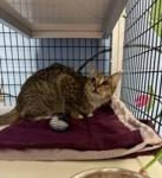 Debra -  Domestic Short Hair Cat for Adoption - Debra | PetCurious